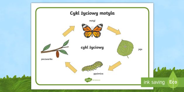 cykl życia motyla