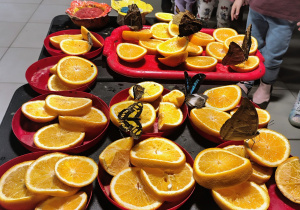 motyle na plastrach pomarzńczy