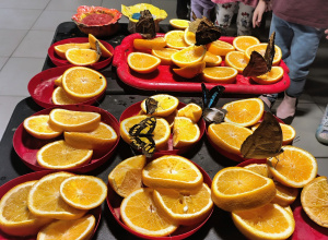 Wystawa żywych motyli w MDK w Opocznie