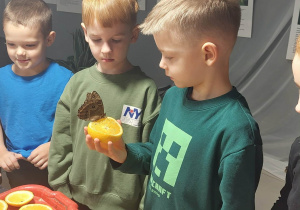 przedszkolaki, chłopiec z motylem na plastru pomarańczy