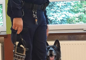policjant, pies