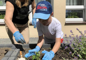 chłopiec sadzi kwiatka